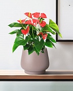 DUN24-BRN Настольное кашпо для цветов IDEALIST Премиум Дюна, Д24 В20 см, цвет кофе с молоком, чаша, 9 литров