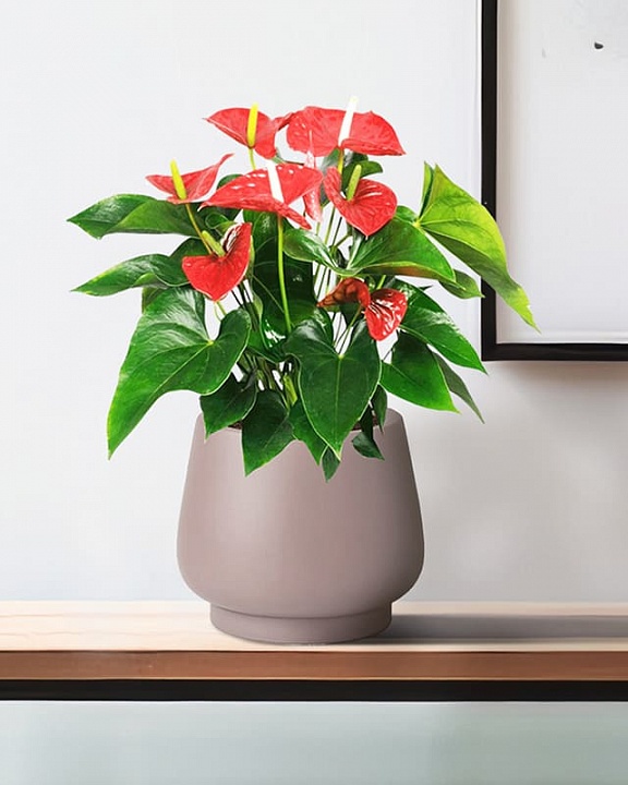 DUN24-BRN Настольное кашпо для цветов IDEALIST Премиум Дюна, Д24 В20 см, цвет кофе с молоком, чаша, 9 литров