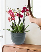 RIF30-GRN Настольное кашпо для цветов IDEALIST Премиум Риф, чаша, Д30 В23 см, темно-зеленое, 8 литров