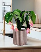 Настольное кашпо IDEALIST Lite Урбан, круглое, кофе с молоком Д25.5 В25 см
