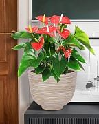 RIF30-BB Настольное кашпо для цветов IDEALIST Премиум Риф, чаша, Д30 В23 см, бежевое, 8 литров