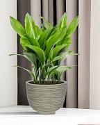 RIF24-WG Настольное кашпо для цветов IDEALIST Премиум Риф, чаша, Д24 В18 см, бело-зеленое, 4 литра