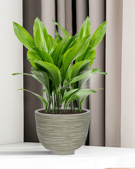 RIF24-WG Настольное кашпо для цветов IDEALIST Премиум Риф, чаша, Д24 В18 см, бело-зеленое, 4 литра