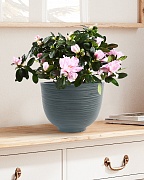 RIF24-GRN Настольное кашпо для цветов IDEALIST Премиум Риф, чаша, Д24 В18 см, темно-зеленое, 4 литра