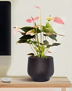 LIR24-BLK Настольное кашпо для цветов IDEALIST Премиум Лира, Д24 В21 см, черное, круглое, 10 литров