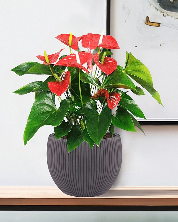 MAR29-BLK Настольное кашпо для цветов IDEALIST Премиум Марс, Д29 В22, черное, круглое, 9 литров