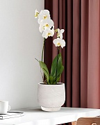 LIR24-AW Настольное кашпо для цветов IDEALIST Премиум Лира, Д24 В21 см, белое, круглое, 10 литров