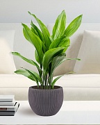 MAR29-BLK Настольное кашпо для цветов IDEALIST Премиум Марс, Д29 В22, черное, круглое, 9 литров