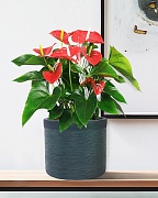 Настольное кашпо IDEALIST LITE Флоранжери, круглое, темно-зеленое, Д26 В25 см