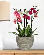 RIF30-WG Настольное кашпо для цветов IDEALIST Премиум Риф, чаша, Д30 В23 см, бело-зеленое, 8 литров