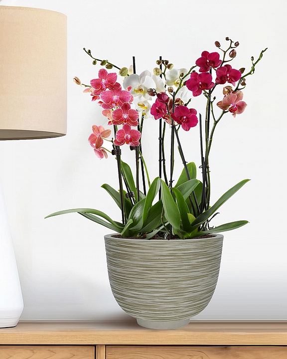 RIF30-WG Настольное кашпо для цветов IDEALIST Премиум Риф, чаша, Д30 В23 см, бело-зеленое, 8 литров