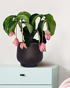 LIR24-BLK Настольное кашпо для цветов IDEALIST Премиум Лира, Д24 В21 см, черное, круглое, 10 литров