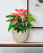 RIF30-BB Настольное кашпо для цветов IDEALIST Премиум Риф, чаша, Д30 В23 см, бежевое, 8 литров