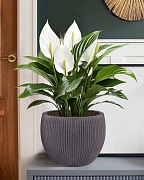 MAR29-BLK Настольное кашпо для цветов IDEALIST Премиум Марс, Д29 В22, черное, круглое, 9 литров