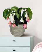 RIF30-WG Настольное кашпо для цветов IDEALIST Премиум Риф, чаша, Д30 В23 см, бело-зеленое, 8 литров