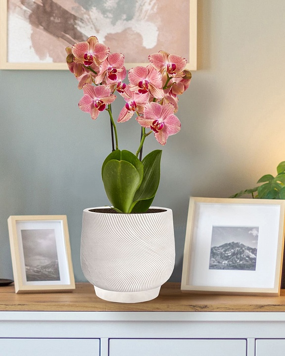 LIR24-AW Настольное кашпо для цветов IDEALIST Премиум Лира, Д24 В21 см, белое, круглое, 10 литров