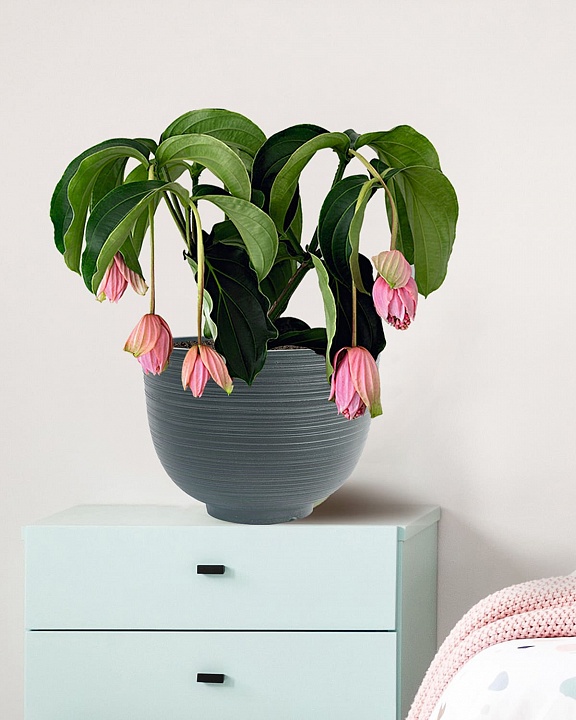 RIF30-GRN Настольное кашпо для цветов IDEALIST Премиум Риф, чаша, Д30 В23 см, темно-зеленое, 8 литров