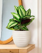 Настольное кашпо IDEALIST LITE Роу, круглое, слоновая кость, Д27 В25.5 см