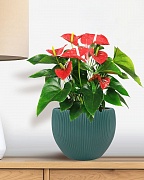 MAR29-GRN Настольное кашпо для цветов IDEALIST Премиум Марс, Д29 В22, изумрудное, круглое, 9 литров