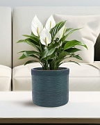 Настольное кашпо IDEALIST LITE Флоранжери, круглое, темно-зеленое, Д26 В25 см